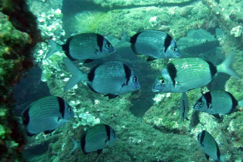 Cavalaire (43)