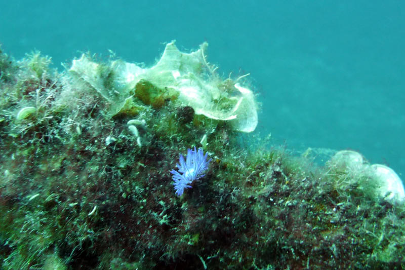 Cavalaire (47)