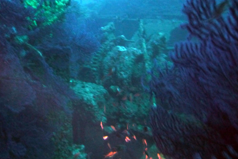 Cavalaire (63)