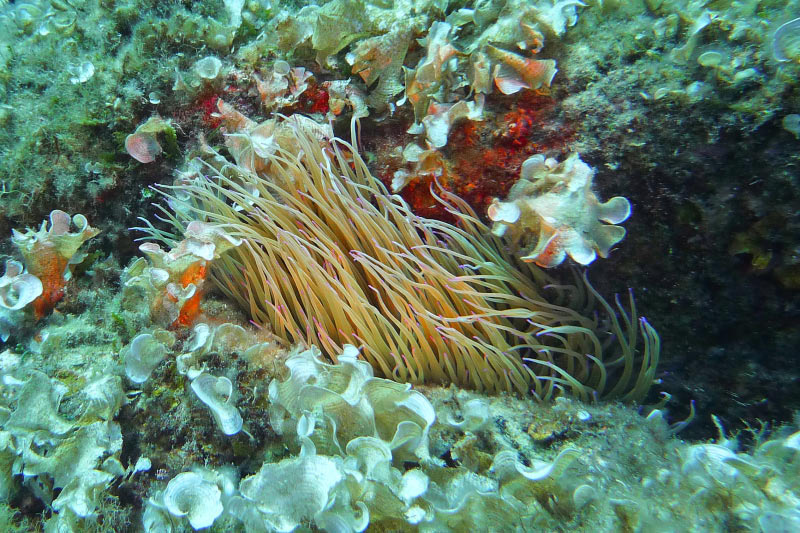 Elba (042)
