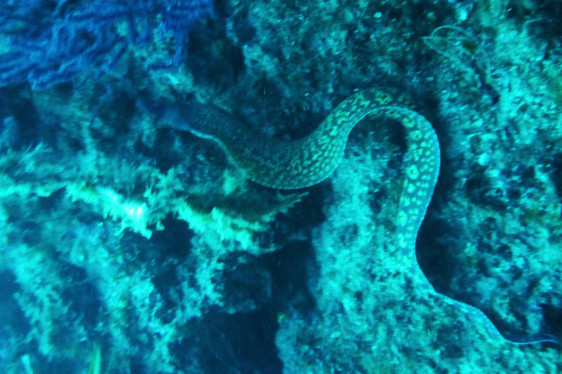 Elba (046)