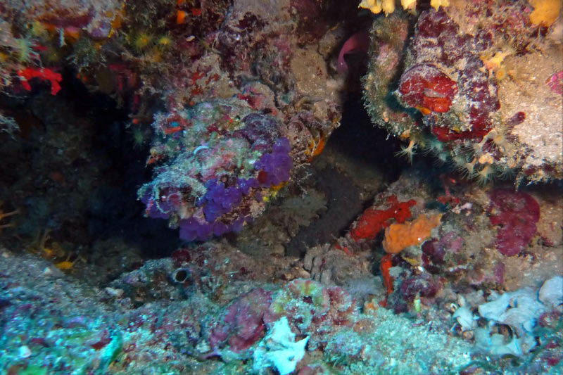 Elba (058)