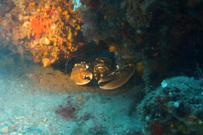 Elba (075)