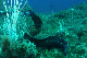 Elba (074)