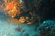 Elba (075)