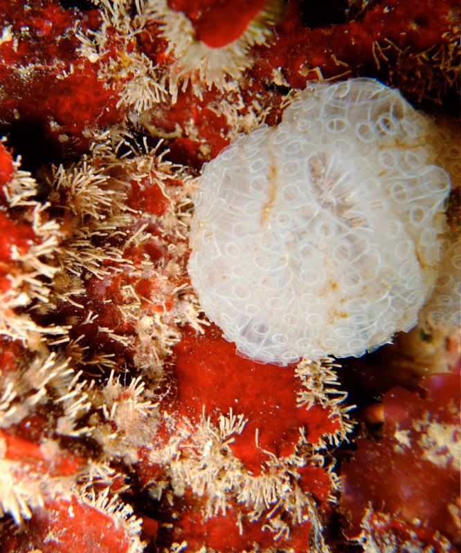 Diazone-colonies_de_Clavelines_2