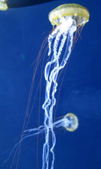 meduses