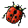 Coccinelle